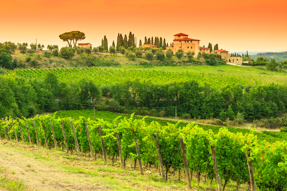 Chianti Vineyard in Italy