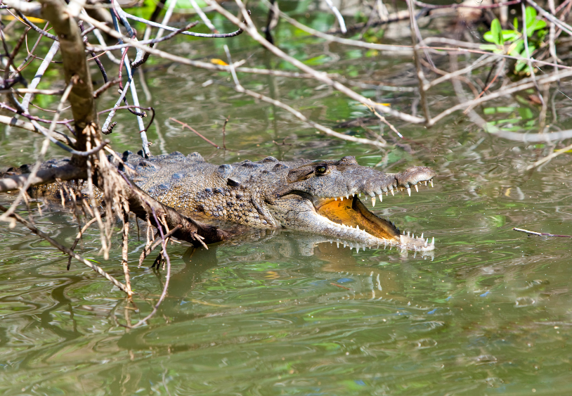 Crocodile in the Black River, Jamaica